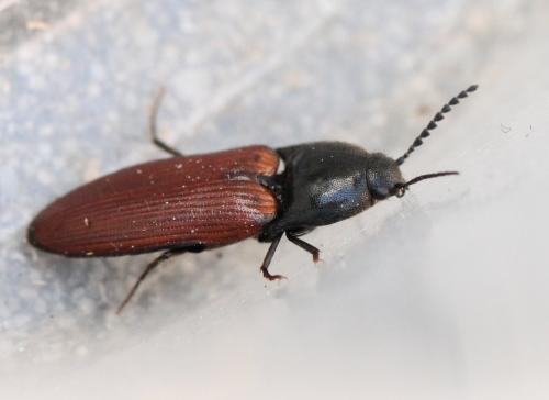 Ampedus sp.