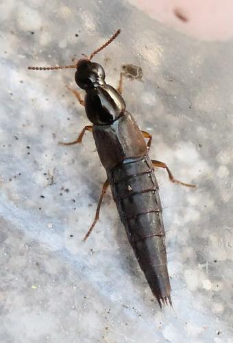 Réf. 128 308 : Quedius sp.