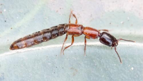 Xantholinus elegans