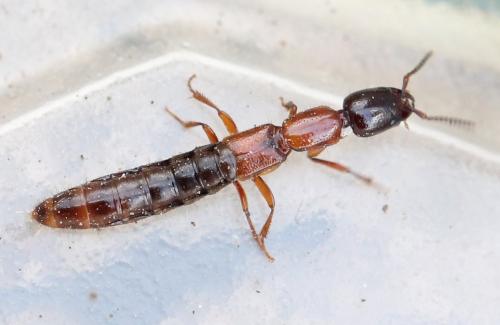Xantholinus elegans