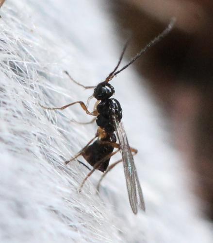 Alysiinae