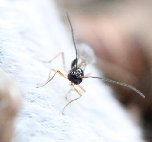 Alysiinae