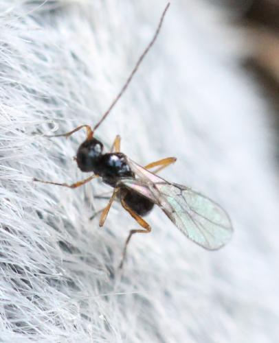 Réf. 128 318 : Alysiinae inconnu