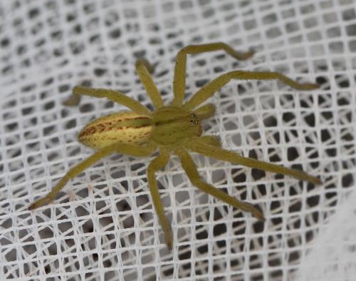 Micrommata sp.