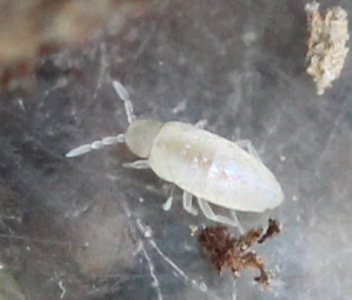 Réf. 128 419 : Cyphoderus albinus