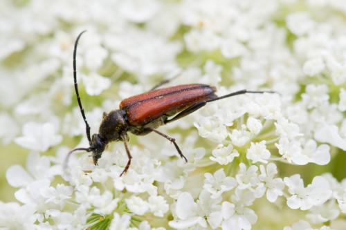 Stenurella sp.