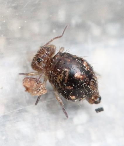 Allacma fusca