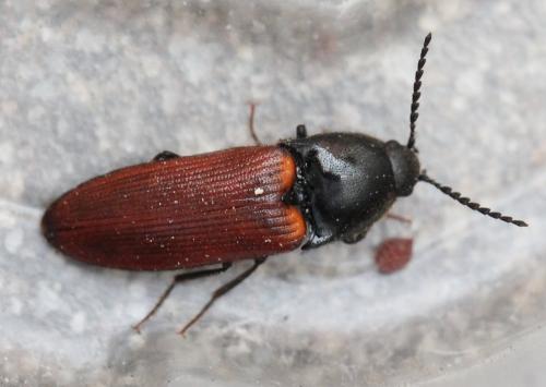Réf. 128 532 : Ampedus pomorum