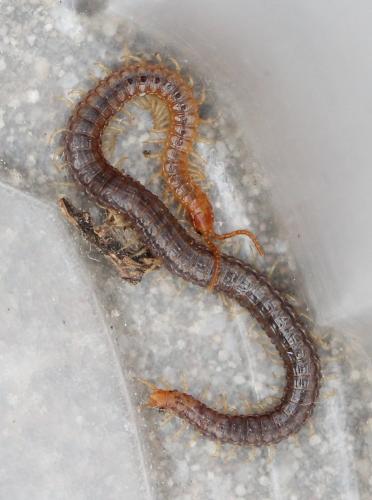 Geophilus carpophagus
