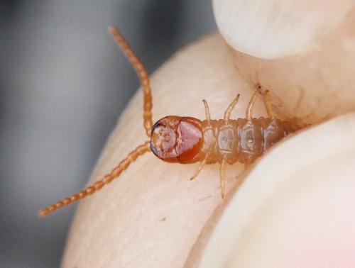 Geophilus carpophagus