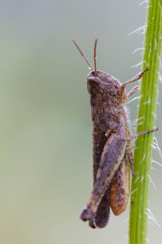 Chorthippus sp.