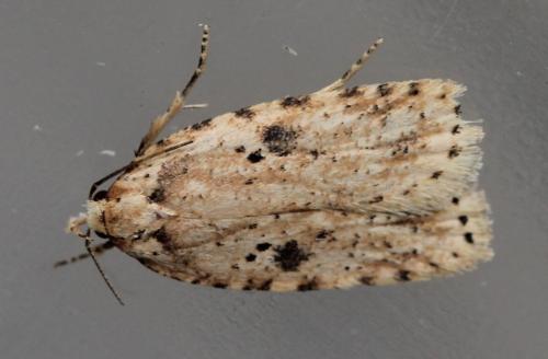 Agonopterix arenella