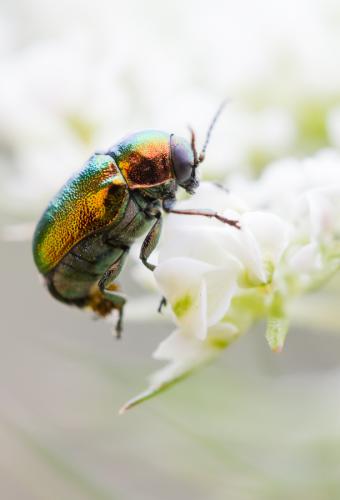 Cryptocephalus sp.