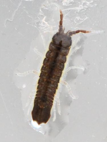 Idotea balthica