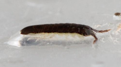Idotea balthica