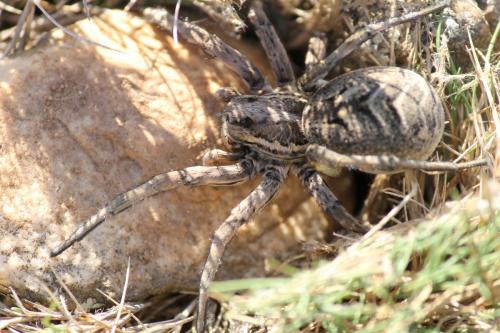 Lycosa tarantula