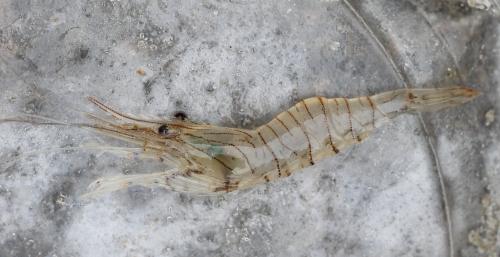 Palaemon serratus