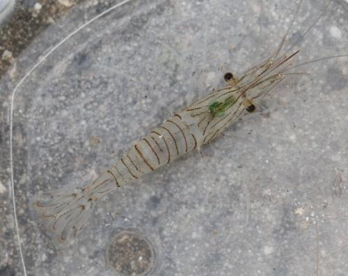Palaemon serratus