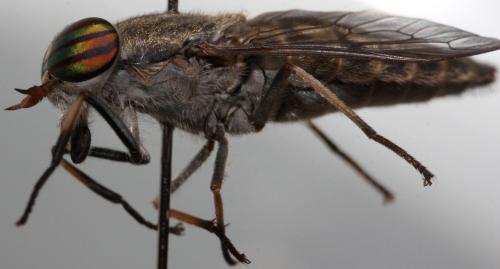 Réf. 128 884 : Tabanus exclusus