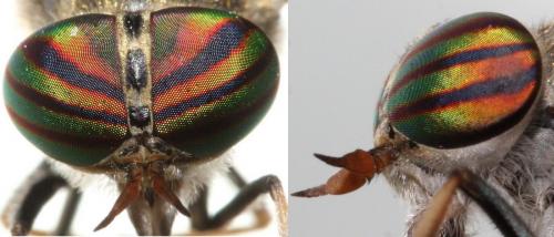 Tabanus exclusus