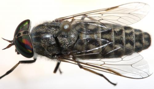 Réf. 128 883 : Tabanus exclusus