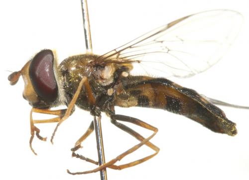 Eupeodes nielseni