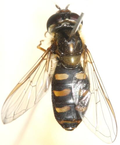 Eupeodes nielseni