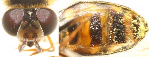 Eupeodes nielseni