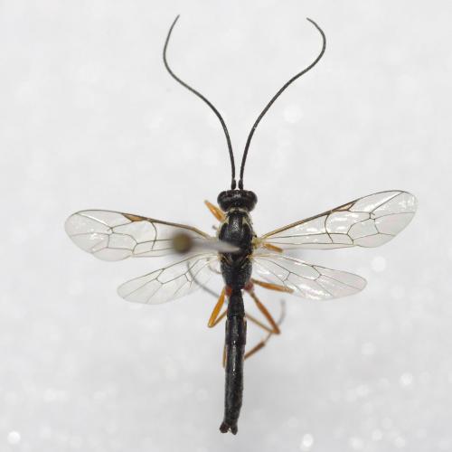 Lissonota boreliiphaga