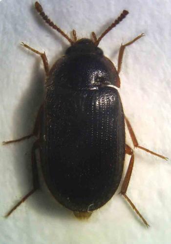 Mycetophagus ater