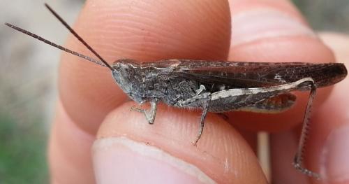 Chorthippus sp.