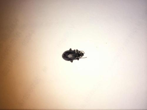 Otiorhynchus sp.