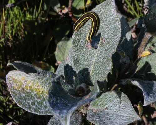 Ceramica pisi