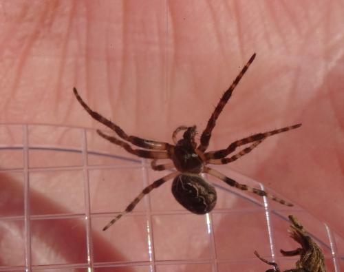 Larinioides sclopetarius