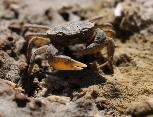 Réf. 128 456 : Rhithropanopeus harrisii