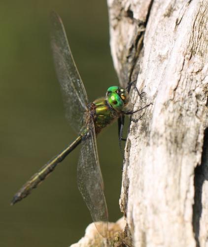 Somatochlora metallica