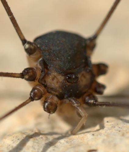 Réf. 128 382 : Leiobunum sp-a