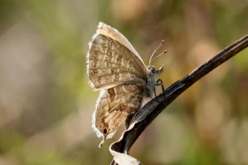 Cacyreus marshalli