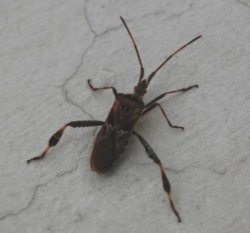 Leptoglossus occidentalis