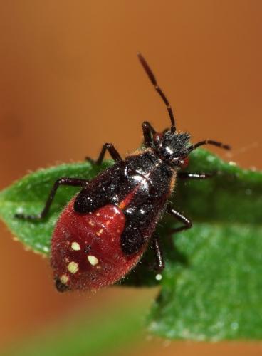 Liorhyssus hyalinus