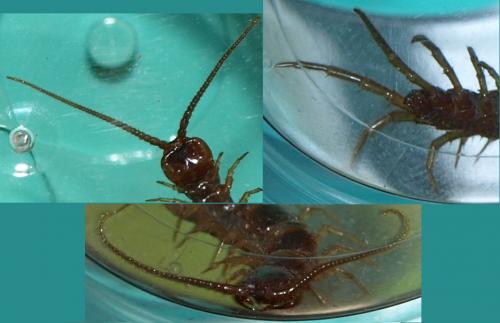 Lithobius sp.