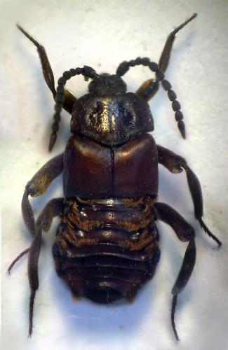 Réf. 128 844 : Lomechusoides strumosus