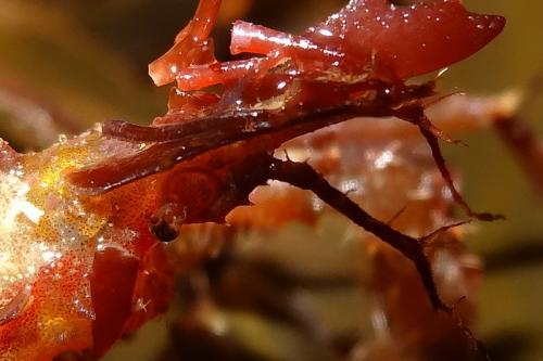 Macropodia deflexa
