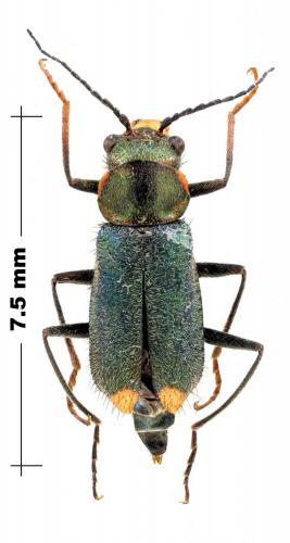Clanoptilus sp.