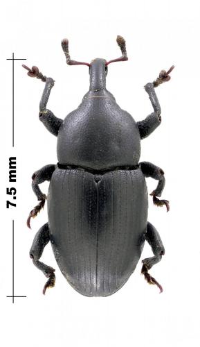 Malvaevora sp.