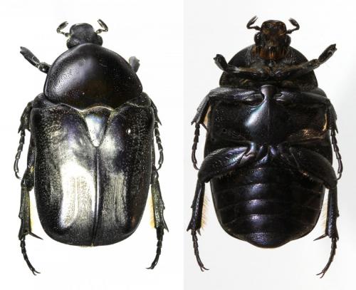 Potosia opaca