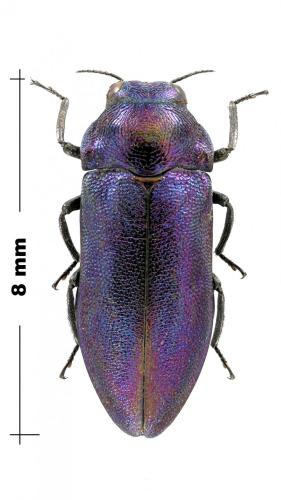 Réf. 128 864 : Meliboeus sp.