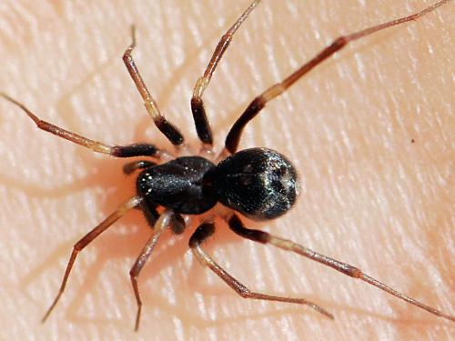 Zodarion maculatum