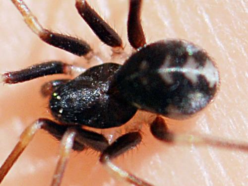 Zodarion maculatum