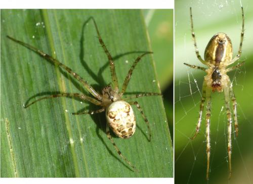 Metellina sp.